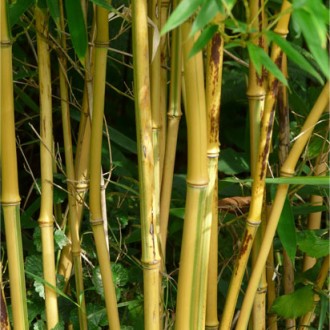 Bamboo Canes