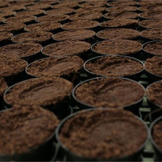Peat Moss