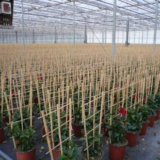 Trellis Bamboo