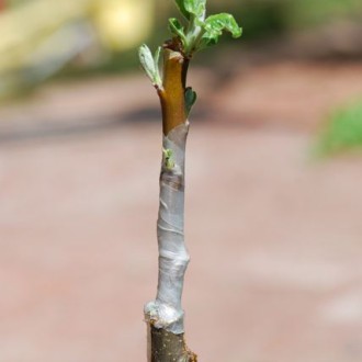 Grafting Patch