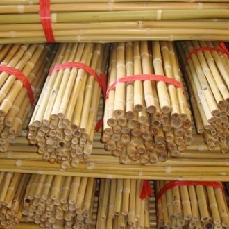 Bamboo Canes