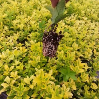 Seedling Trays