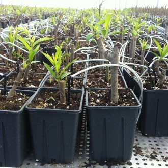 Square Pots