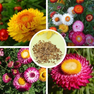 Flower Seed