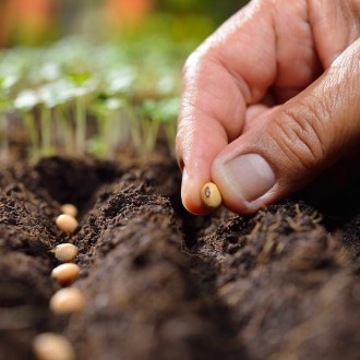 Vegetable Seed