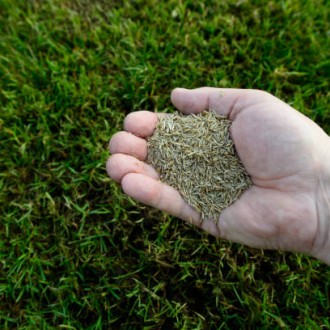 Grass Seed