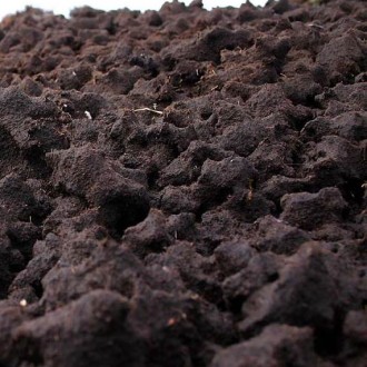 Peat For Landscape
