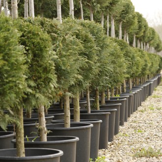 Round Pots