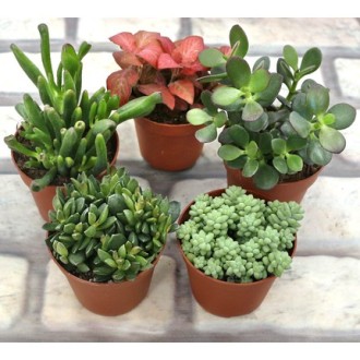 Succulent Pot