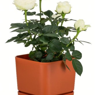 Decorative Indoor Pots
