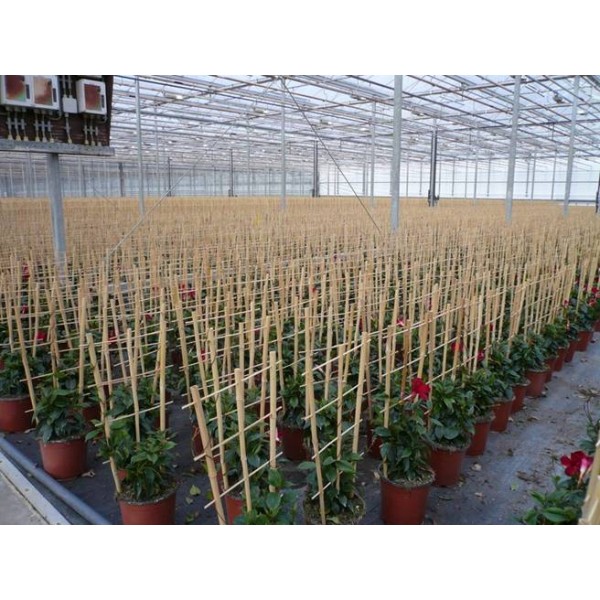 Trellis Bamboo