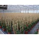 Trellis Bamboo