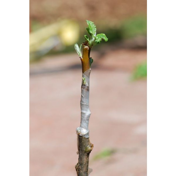 Grafting Patch
