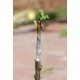 Grafting Patch