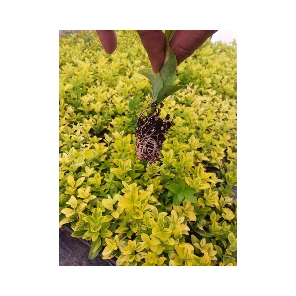 Seedling Trays