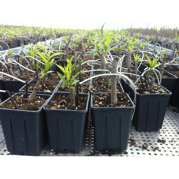 Square Pots