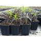 Square Pots