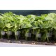 Grafting Clipses