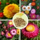 Flower Seed