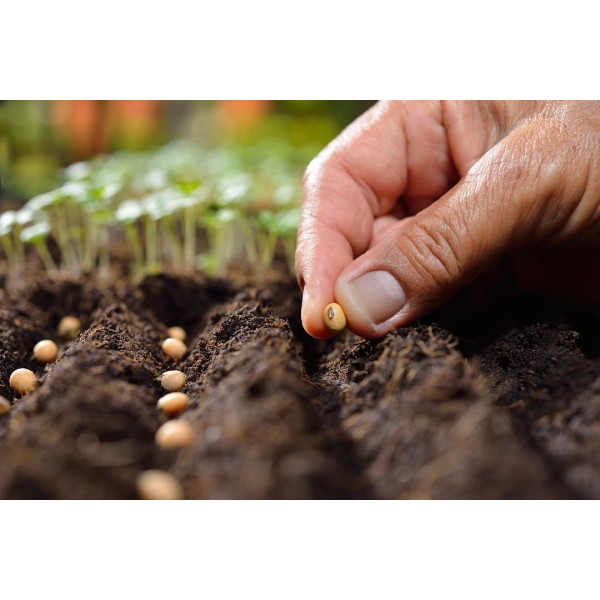 Vegetable Seed