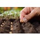 Vegetable Seed