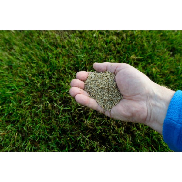 Grass Seed