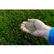 Grass Seed
