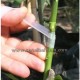 Grafting Patch