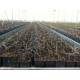 Square Pots