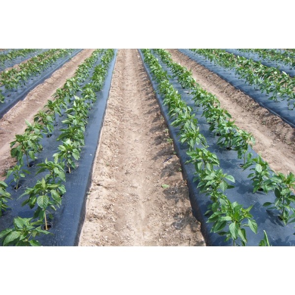 Agryl / Mulch
