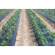 Agryl / Mulch