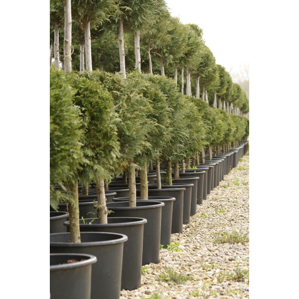 Round Pots