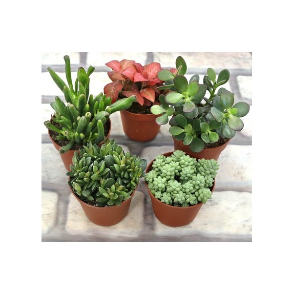 Succulent Pot