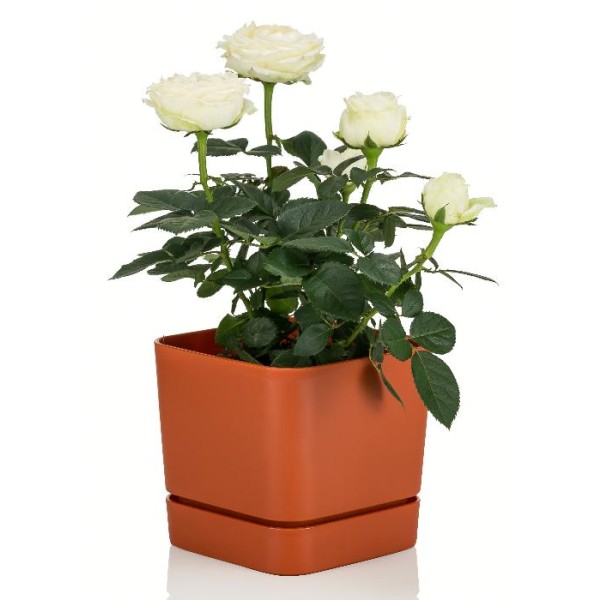 Decorative Indoor Pots