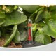 Dekoratif Plastik İç Mekan Saksılar